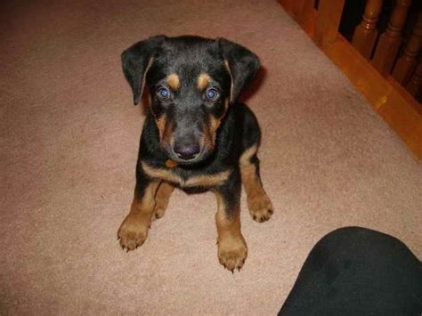 house trained, potty trained, leash trained. . Doberman mix puppies for sale